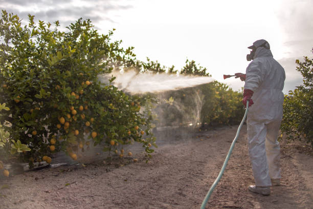 Best Pest Prevention Services  in Whitewater, CA
