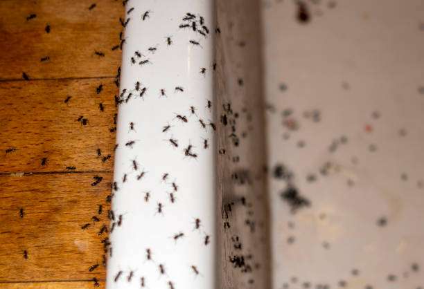Best Commercial Pest Control Services  in Whitewater, CA