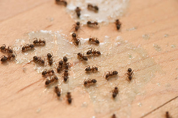 Professional Pest Control in Whitewater, CA