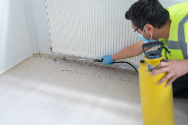 Best Termite Control Services  in Whitewater, CA