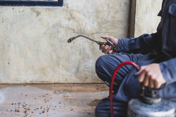 Best Wasp Removal Services  in Whitewater, CA
